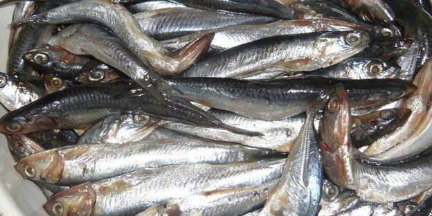 хамса под шубой