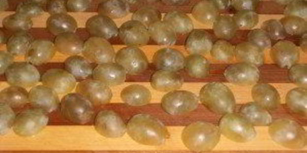 салат тиффани с курицей и виноградом