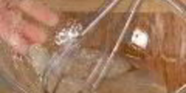 салат винегрет с квашеной капустой