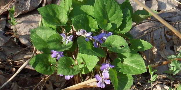 песто с крапивой