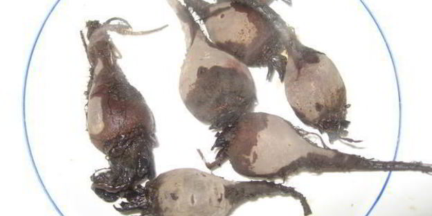 борщ холодный с креветками