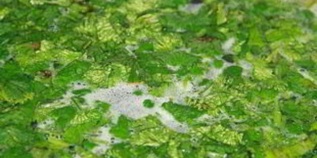 гороховый суп с тушенкой