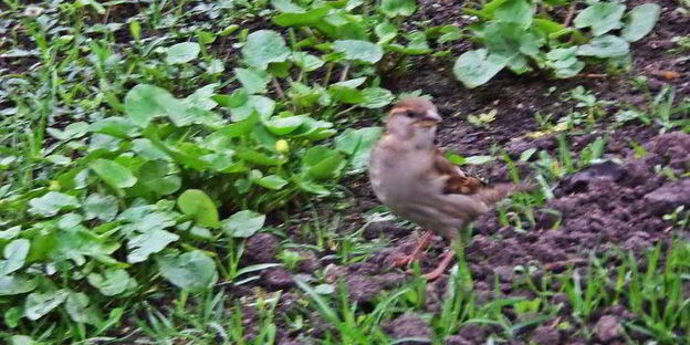 холодник на кефире с маринованной свеклой