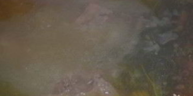 шурпа из гуся