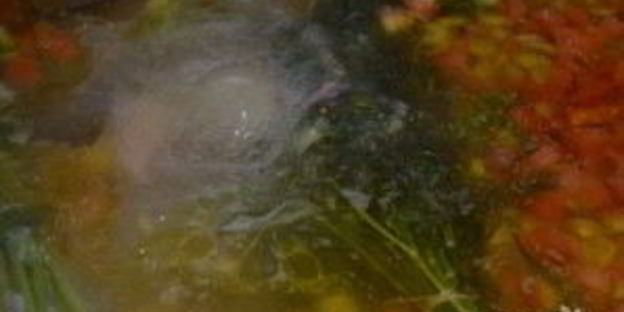 шурпа из гуся