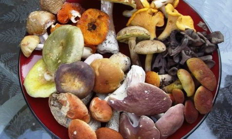 Рецепт супа из лесных грибов