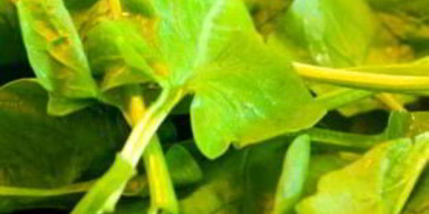 суп-пюре из брокколи и шпината