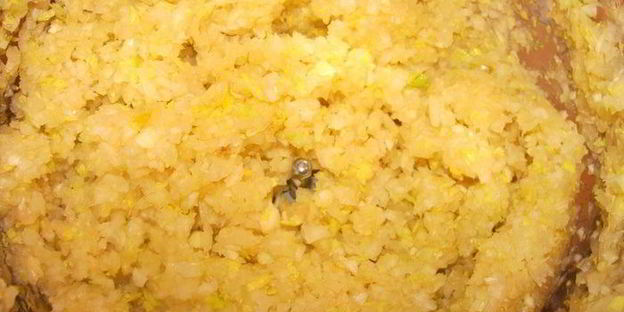 сырный суп с говяжьими ребрами