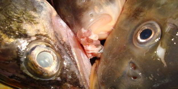 фирменная уха с манкой