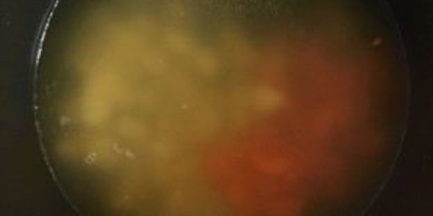 настоящая уха