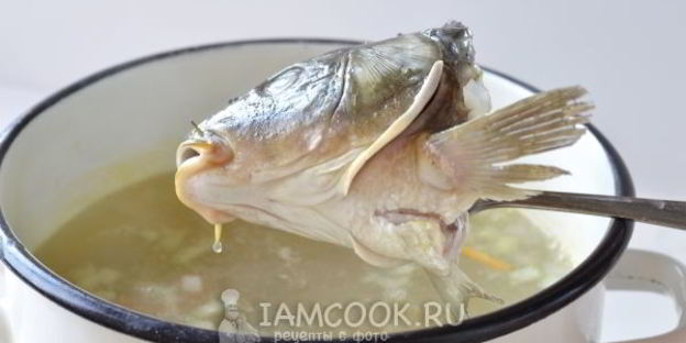 уха из карпа