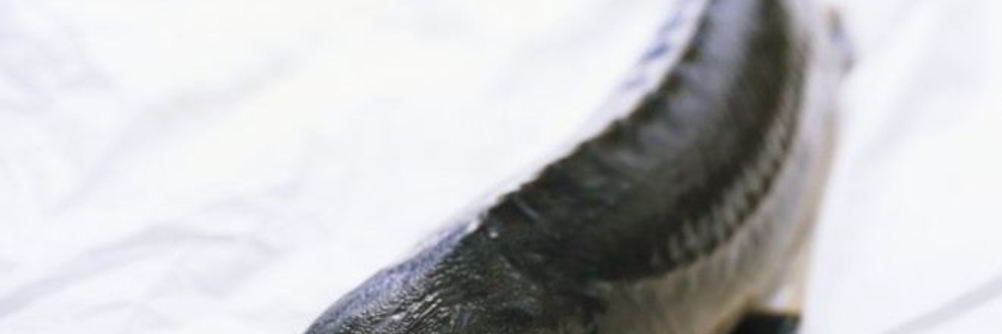 Уха из осетра