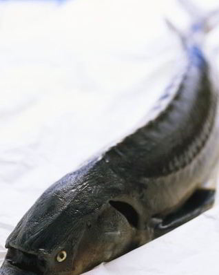 Уха из осетра