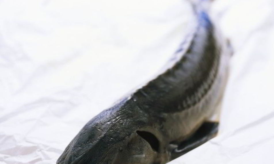 Рецепт ухи из осетра