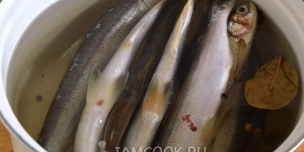 уха из ряпушки