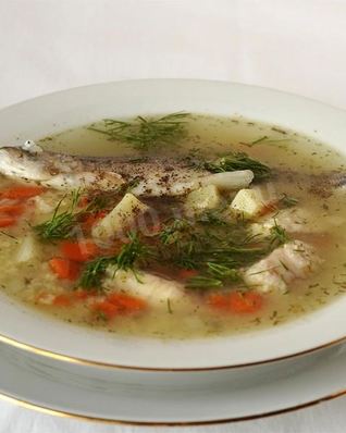 Уха из терпуга