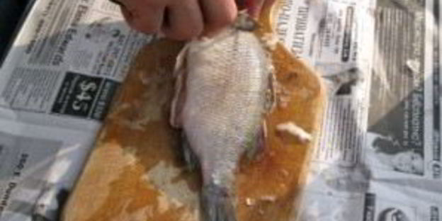 уха на природе