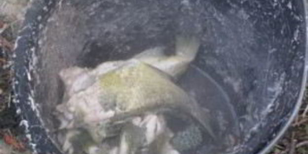 уха на природе