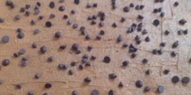 тыквенно-шоколадные булочки