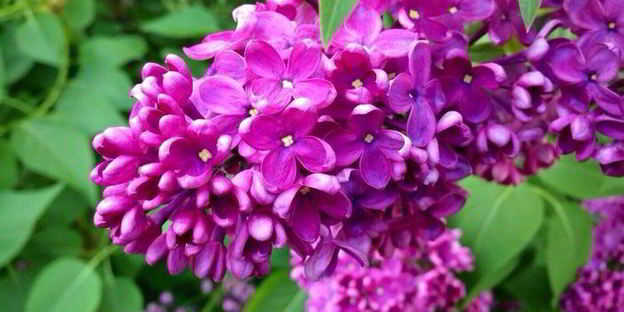 кокосовый кекс с вишней