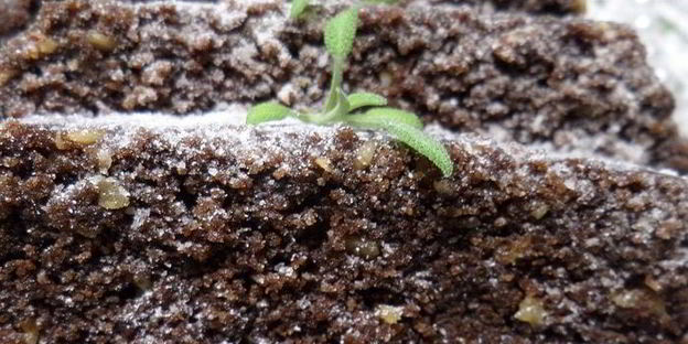 постный шоколадный манник с миндалем