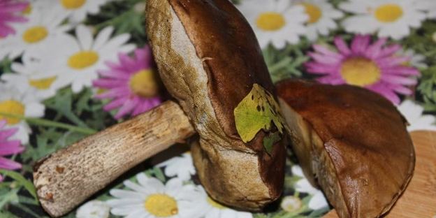 жареные пирожки с баклажанами мясом и грибами