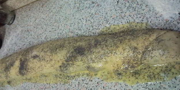 рулетик с маком