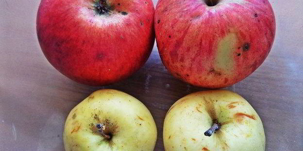 штрудель с яблоками и голубикой