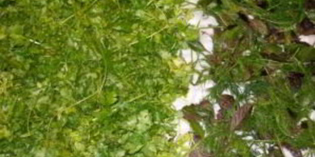 аджика без варки