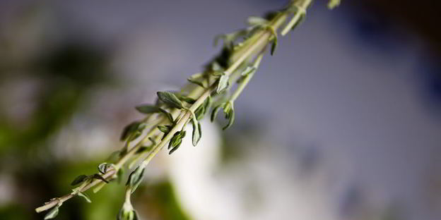 соленые сырники с аджикой