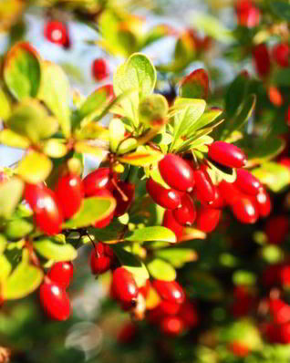 Джем из кизила без косточек