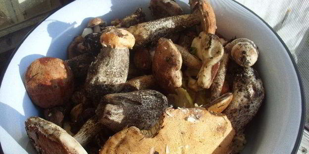 грибочки на зиму