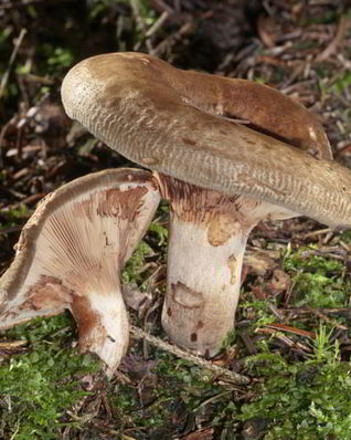 Грибы свинушки на зиму