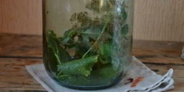 кислые огурчики на зиму