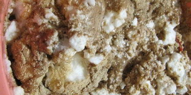 гречневый торт с брусничным компотом