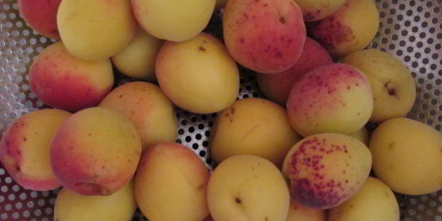 компот из абрикосов и черной смородины на зиму