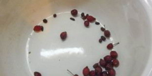 компот из имбиря