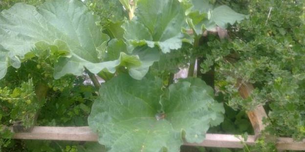 компот из ревеня со вкусом детства