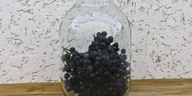 виноградный компот с мятой на зиму