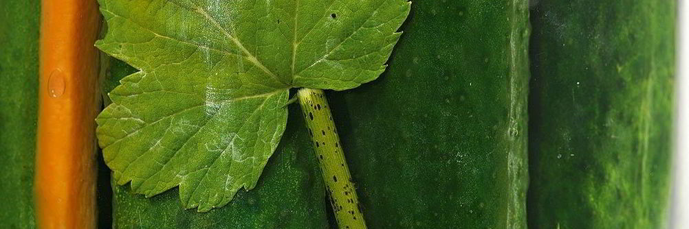 Маринованные огурцы