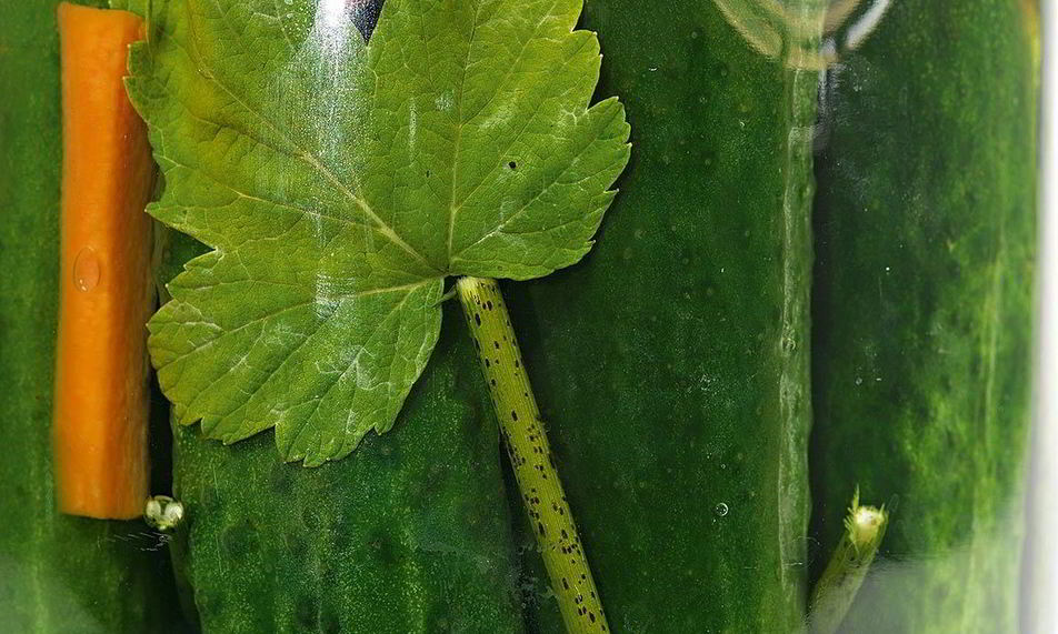 Рецепт маринованных огурцов