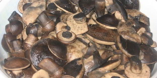 маринованные подберезовики на зиму