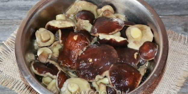 моховики маринованные