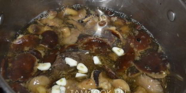 моховики маринованные