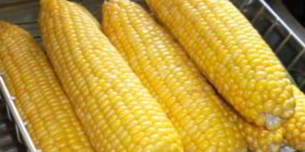 молодая кукуруза на зиму