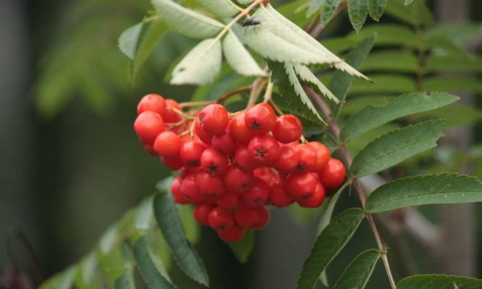 Рецепт готовима повидло из рябины