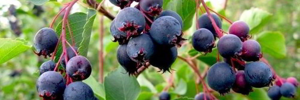 Повидло из ирги