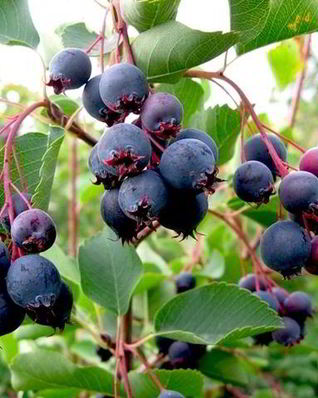 Повидло из ирги