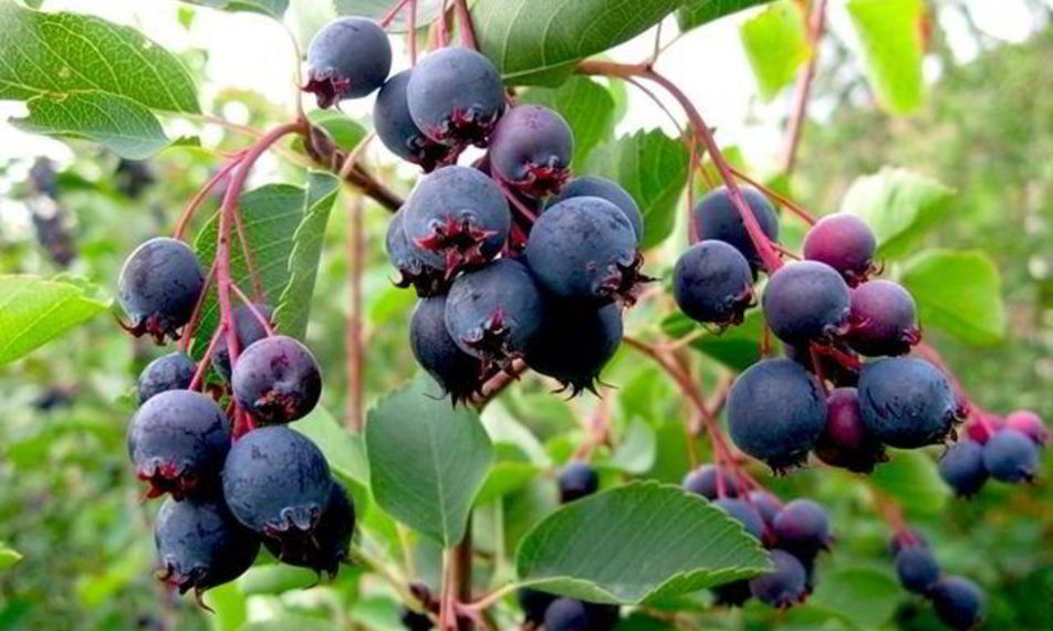 Рецепт повидла из ирги