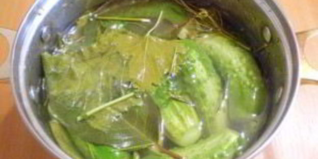 малосольные огурчики в кастрюле